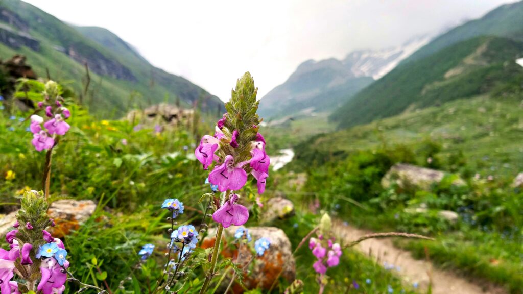 Best-known monsoon destinations in India