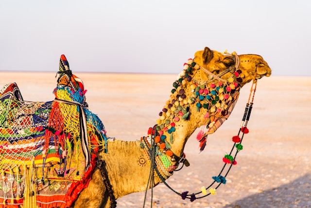 How to Plan a Budget-Friendly Solo Trip Anywhere in India | Ultimate Guide 2025