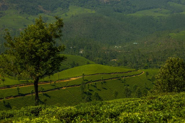 Traveling Solo Across South India for 30 Days